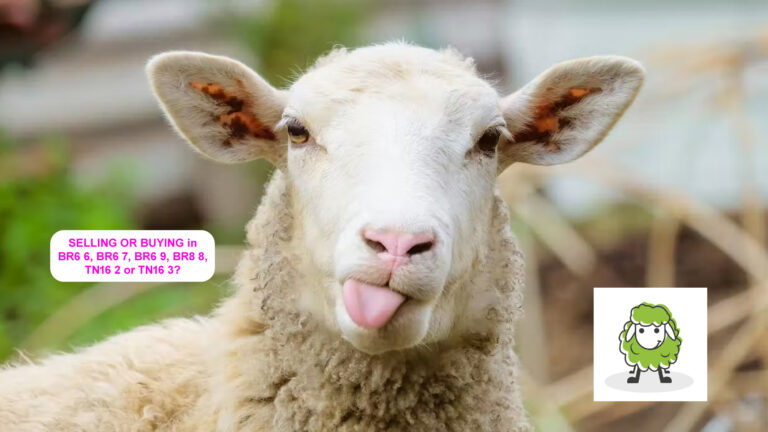 chelsfield sheep header 768x432